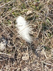 white feather on the background of dry grass
