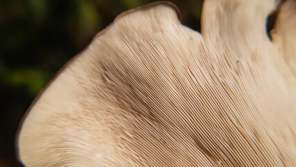 Closeup of a mushroom edge against blurred background