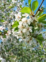 cherry blossom tree