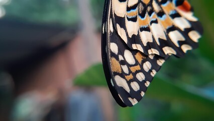 Closeup shot of a wing of a colorful butterfly with a blurry background during daytime