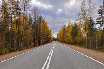 Fototapeta premium Beautiful view on asphalt road and golden autumn forest, trees
