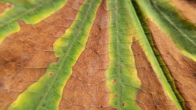 Muttico leaf macro texture in autumn season