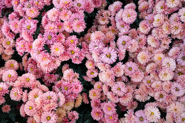Beautiful pink blooming chrysanthemums in the garden