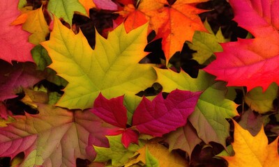 red maple leaves