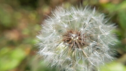 Macro shot of a dandelion in detail is a garden on an isolated background