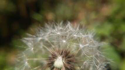 Dandelion close-up. Background image. Nature.