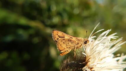 Macro shot of a Sandhill skipper butterfly collecting nectar from a flower on an isolated background