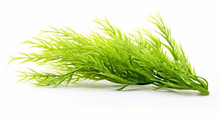 Seaweed bush on a white background isolated.