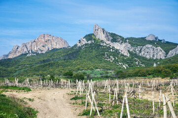 Spring mountain landscape with vineyard
