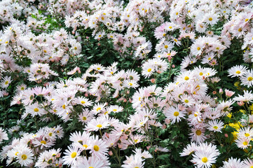 Background of white small beautiful chrysanthemums in the garden