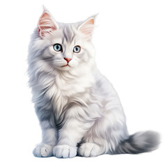 American Curl cat