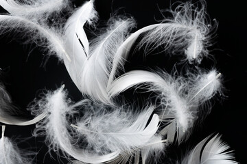 white feathers on a black background