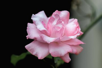 Closeup shot of a blooming bright light pink rose on a bush