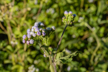 A close up of Billygoat weed (Ageratum conyzoides.