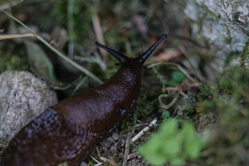 Closeup shot of a slug in a garden during the day