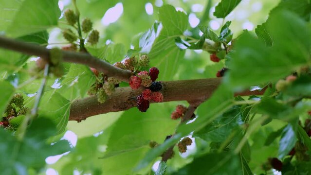 mulberry berries hang on a branch