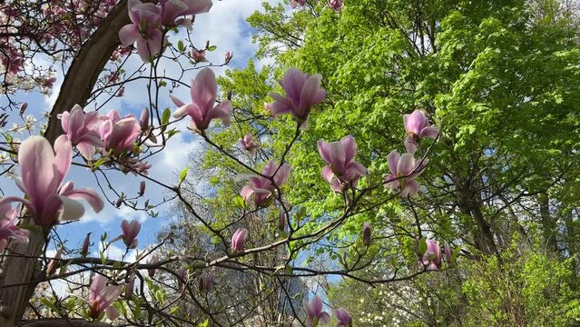 Beautiful pink magnolia tree in spring park.