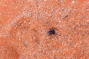 High angle view of darkling beetle crawling on red sand in the Namib desert, Sossusvlei, Namibia