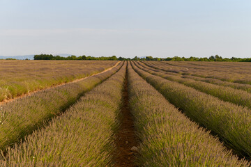 Fototapeta na wymiar Lavender Field - Brunet, France