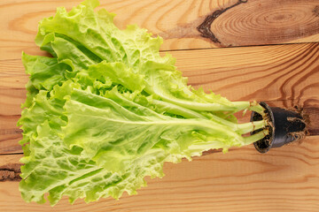 Green fresh salad in a plastic pot on a wooden table, macro, top view.