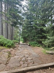 Ścieżka w lesie © Kinga