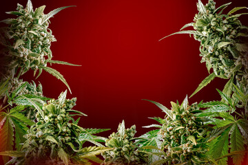 Large cannabis buds on a red background.Mockup - 676921433