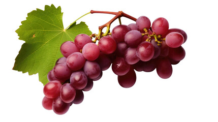 Fototapeta premium Grapes