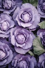 Obraz premium Red Cabbage. Crunchy and Colorful