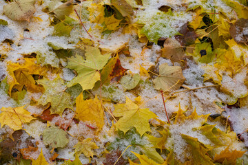 yellow autumn maple leaves lie on the ground, covered with the first snow in November