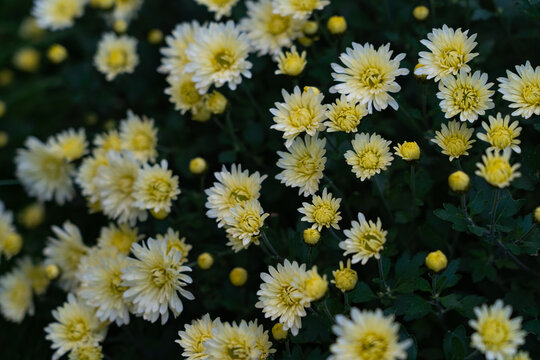 autumn chrysanthemums blooming on bushes in the garden, plant background
