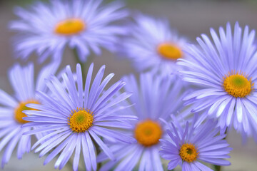 Close-up group of chamomile flowers on blurry  background. Chamomile flower macro close up top view. Purple flowers with a yellow center. Beautiful floral background of purple Chrysanthemum daisy. 