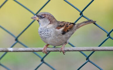 Sparrow standing on a metal wire