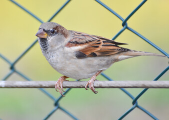 Sparrow standing on a metal wire