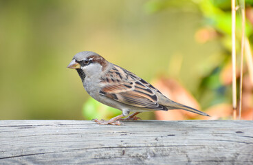 Sparrow standing on a wood