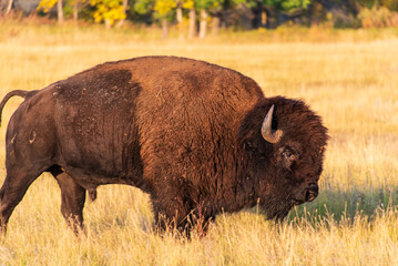 Side View Closeup of a Bull Buffalo (Bison) in Custer State Park, South Dakota, USA