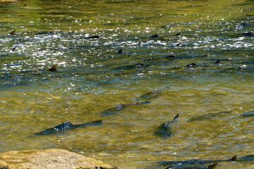 Chinook salmon migrating up the Ganaraska water river upstream for spawning place. Plenty of salmon...