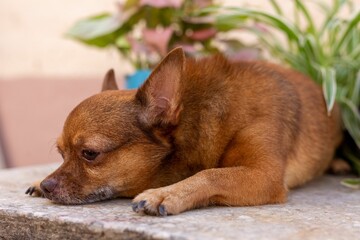 Closeup of a lying brown Chihuahua.