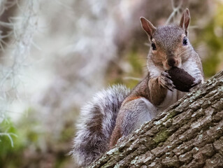 eastern gray squirrel eating a nut - Powered by Adobe