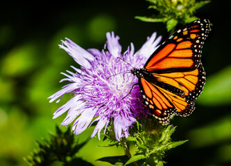 monarch butterfly on a flower