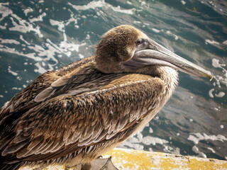 close up of a brown pelican