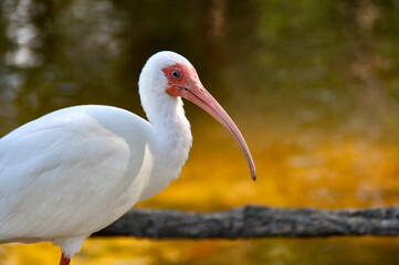 close up of a white ibis