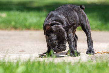 French bulldog puppy