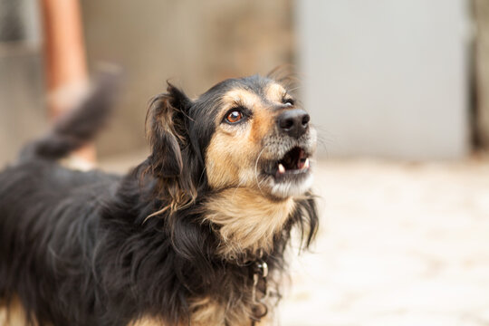 fluffy dog barking protecting home outdoors in the yard