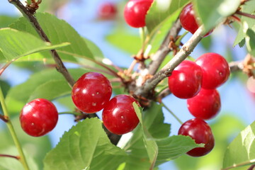Bright red fresh cherries hanging on a branch against a background of green leaves