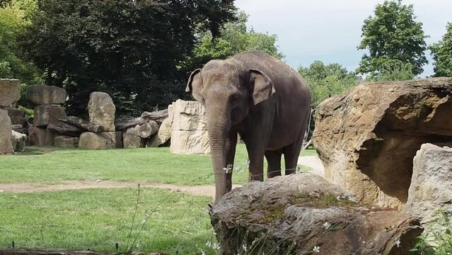 An elephant on a walk looking for something to eat in the enclosure of the zoo in Prague