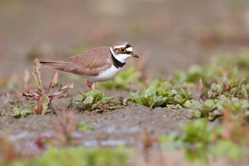 Little Ringed Plover