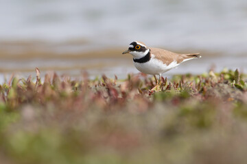 Fototapeta premium Little Ringed Plover