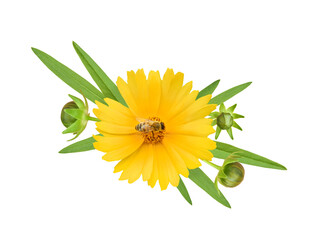 Coreopsis yellow flower (common named calliopsis or tickseed) with bee on stamens. Vignette with...