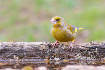 European Greenfinch