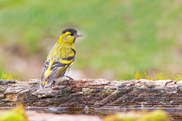 Eurasian Siskin
